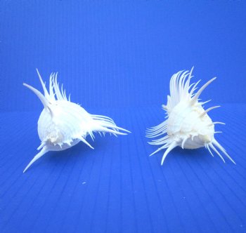 2 Large Venue Comb Murex Shells 5-3/8 and 5-5/8 inches - Buy these for $7.50 each  HAVE NEEDLE SHARP SPINES 
