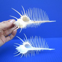 2 Large Venue Comb Murex Shells (5.75, 5.24") - Buy these for $7.50 each  HAVE NEEDLE SHARP SPINES 