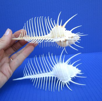 2 Large Venue Comb Murex Shells (5.75, 5.24") - Buy these for $7.50 each  HAVE NEEDLE SHARP SPINES 