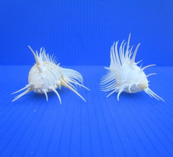 2 Large Venue Comb Murex Shells (5.75, 5.24") - Buy these for $7.50 each  HAVE NEEDLE SHARP SPINES 