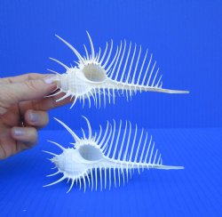 2 Large Venue Comb ...