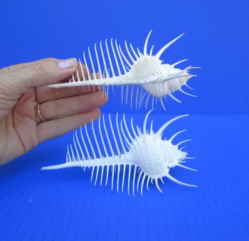 2 Large Venue Comb Murex Shells (5, 5.13") - Buy these for $7.50 each  HAVE NEEDLE SHARP SPINES 