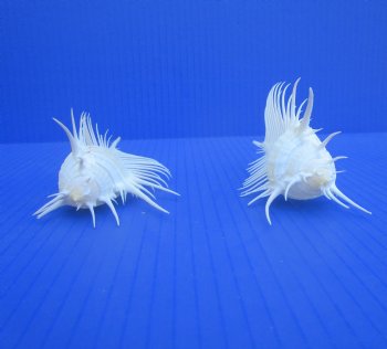 2 Large Venue Comb Murex Shells (5, 5.13") - Buy these for $7.50 each  HAVE NEEDLE SHARP SPINES 