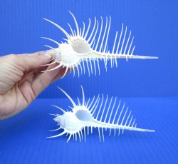 2 Large Venue Comb ...