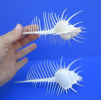 2 Large Venue Comb Murex Shells 5-1/2 inches - Buy these for $7.50 each  HAVE NEEDLE SHARP SPINES 