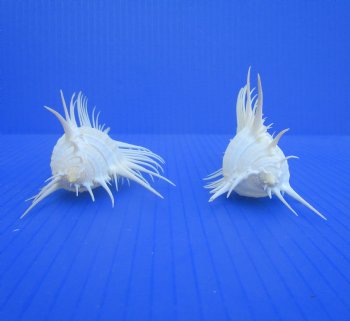 2 Large Venue Comb Murex Shells 5-1/2 inches - Buy these for $7.50 each  HAVE NEEDLE SHARP SPINES 