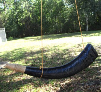  Polished Buffalo Blowing Horn, Viking War Horn (17.50") - Buy this for $19.99