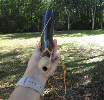  Polished Buffalo Blowing Horn, Viking War Horn (17.50") - Buy this for $19.99