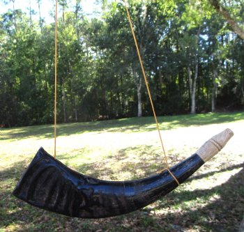 Polished Buffalo Blowing Horn (15.75) - Buy this for $19.99