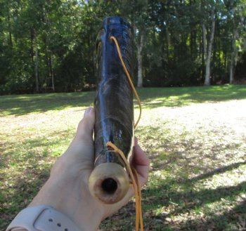  Polished Buffalo Blowing Horn (15.75) - Buy this for $19.99