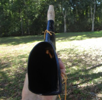  Polished Buffalo Blowing Horn (15.75) - Buy this for $19.99