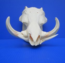 12.75" Large Warthog Skull with 7 inches Ivory Tusks - Buy this one for $154.99