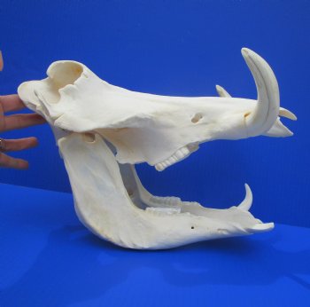 12.75" Large Warthog Skull with 7 inches Ivory Tusks - Buy this one for $154.99