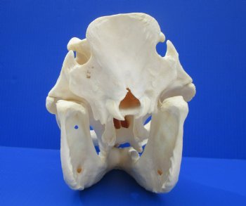 12.75" Large Warthog Skull with 7 inches Ivory Tusks - Buy this one for $154.99
