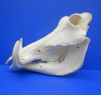 12.75" Large Warthog Skull with 7 inches Ivory Tusks - Buy this one for $154.99