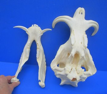 12.75" Large Warthog Skull with 7 inches Ivory Tusks - Buy this one for $154.99