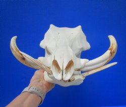 13.75" Large Warthog Skull with 7 inches Ivory Tusks - Buy this one for $154.99