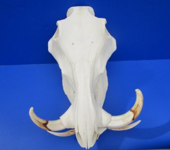 13.75" Large Warthog Skull with 7 inches Ivory Tusks - Buy this one for $154.99
