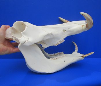 13.75" Large Warthog Skull with 7 inches Ivory Tusks - Buy this one for $154.99