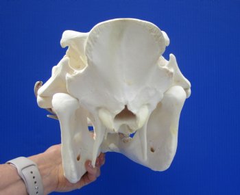 13.75" Large Warthog Skull with 7 inches Ivory Tusks - Buy this one for $154.99