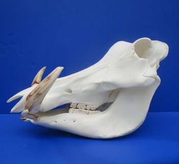 13.75" Large Warthog Skull with 7 inches Ivory Tusks - Buy this one for $154.99