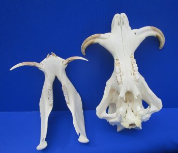 13.75" Large Warthog Skull with 7 inches Ivory Tusks - Buy this one for $154.99