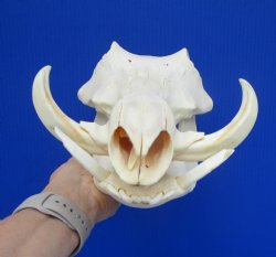 12.25" Warthog Skull with 5.50 inches Ivory Tusks - Buy this one for $124.99