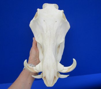 12.25" Warthog Skull with 5.50 inches Ivory Tusks - Buy this one for $124.99