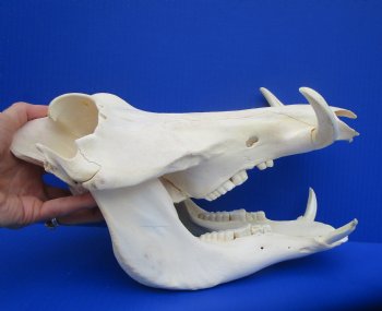 12.25" Warthog Skull with 5.50 inches Ivory Tusks - Buy this one for $124.99