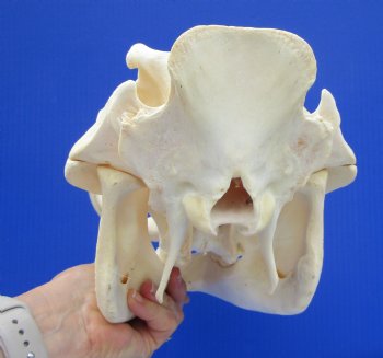 12.25" Warthog Skull with 5.50 inches Ivory Tusks - Buy this one for $124.99