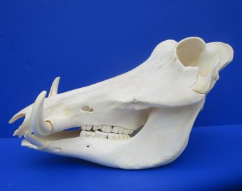 12.25" Warthog Skull with 5.50 inches Ivory Tusks - Buy this one for $124.99