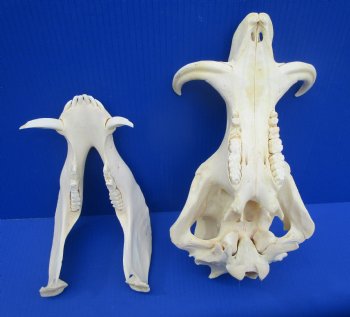 12.25" Warthog Skull with 5.50 inches Ivory Tusks - Buy this one for $124.99