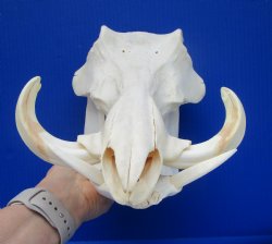 13" Warthog Skull with 5.50 inches Ivory Tusks - Buy this one for $124.99