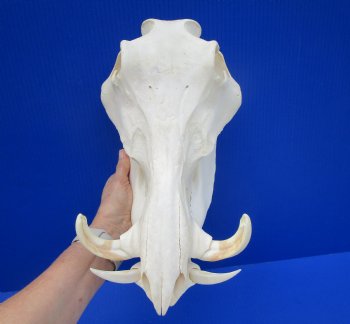 13" Warthog Skull with 5.50 inches Ivory Tusks - Buy this one for $124.99