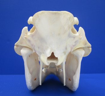 13" Warthog Skull with 5.50 inches Ivory Tusks - Buy this one for $124.99