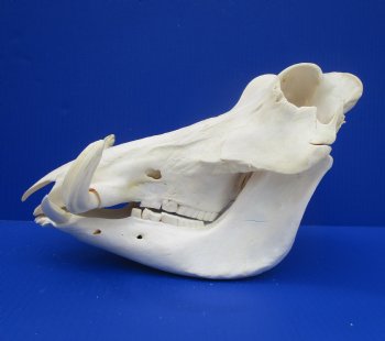 13" Warthog Skull with 5.50 inches Ivory Tusks - Buy this one for $124.99