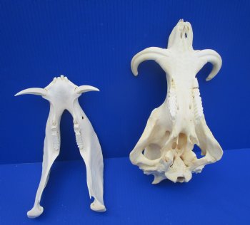 13" Warthog Skull with 5.50 inches Ivory Tusks - Buy this one for $124.99