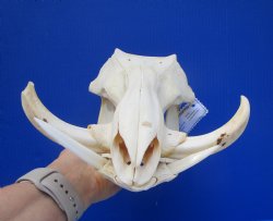 Grade B Warthog Skull, Damaged, 12 inches - Buy this for $104.99 