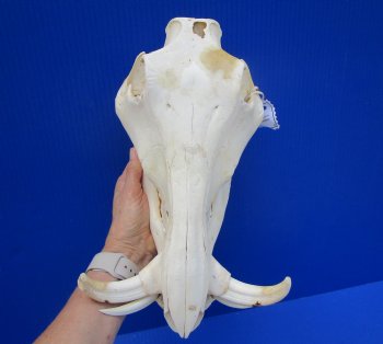 Grade B Warthog Skull, Damaged, 12 inches - Buy this for $104.99 