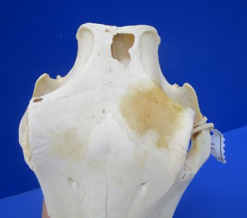 Grade B Warthog Skull, Damaged, 12 inches - Buy this for $104.99 