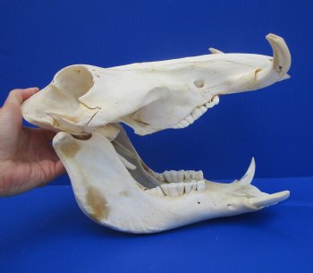 Grade B Warthog Skull, Damaged, 12 inches - Buy this for $104.99 
