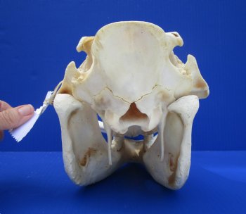 Grade B Warthog Skull, Damaged, 12 inches - Buy this for $104.99 