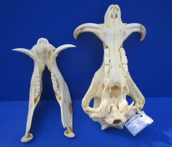 Grade B Warthog Skull, Damaged, 12 inches - Buy this for $104.99 