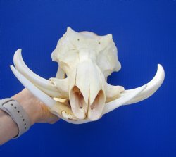 Grade B Warthog Skull, Damaged, 12.5 inches - Buy this for $104.99 