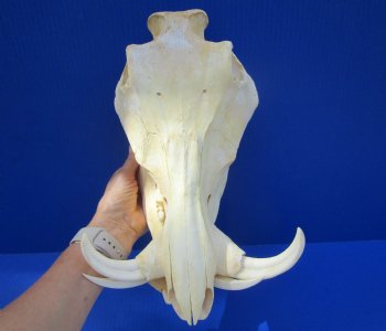 Grade B Warthog Skull, Damaged, 12.5 inches - Buy this for $104.99 