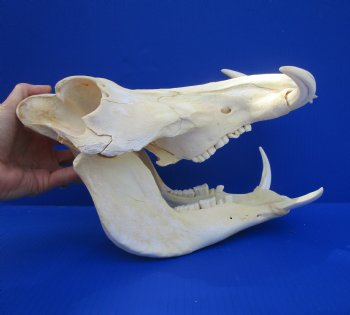 Grade B Warthog Skull, Damaged, 12.5 inches - Buy this for $104.99 