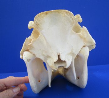 Grade B Warthog Skull, Damaged, 12.5 inches - Buy this for $104.99 
