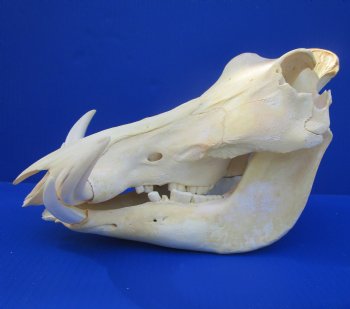 Grade B Warthog Skull, Damaged, 12.5 inches - Buy this for $104.99 