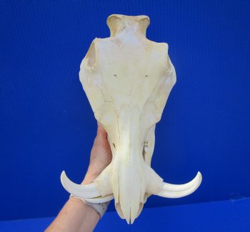 Grade B Warthog Skull, Damaged, 12.5 inches - Buy this for $104.99 