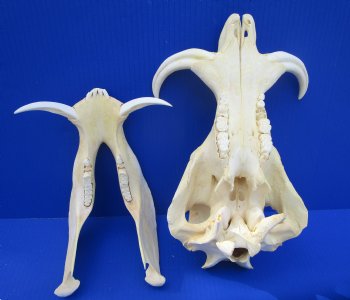 Grade B Warthog Skull, Damaged, 12.5 inches - Buy this for $104.99 